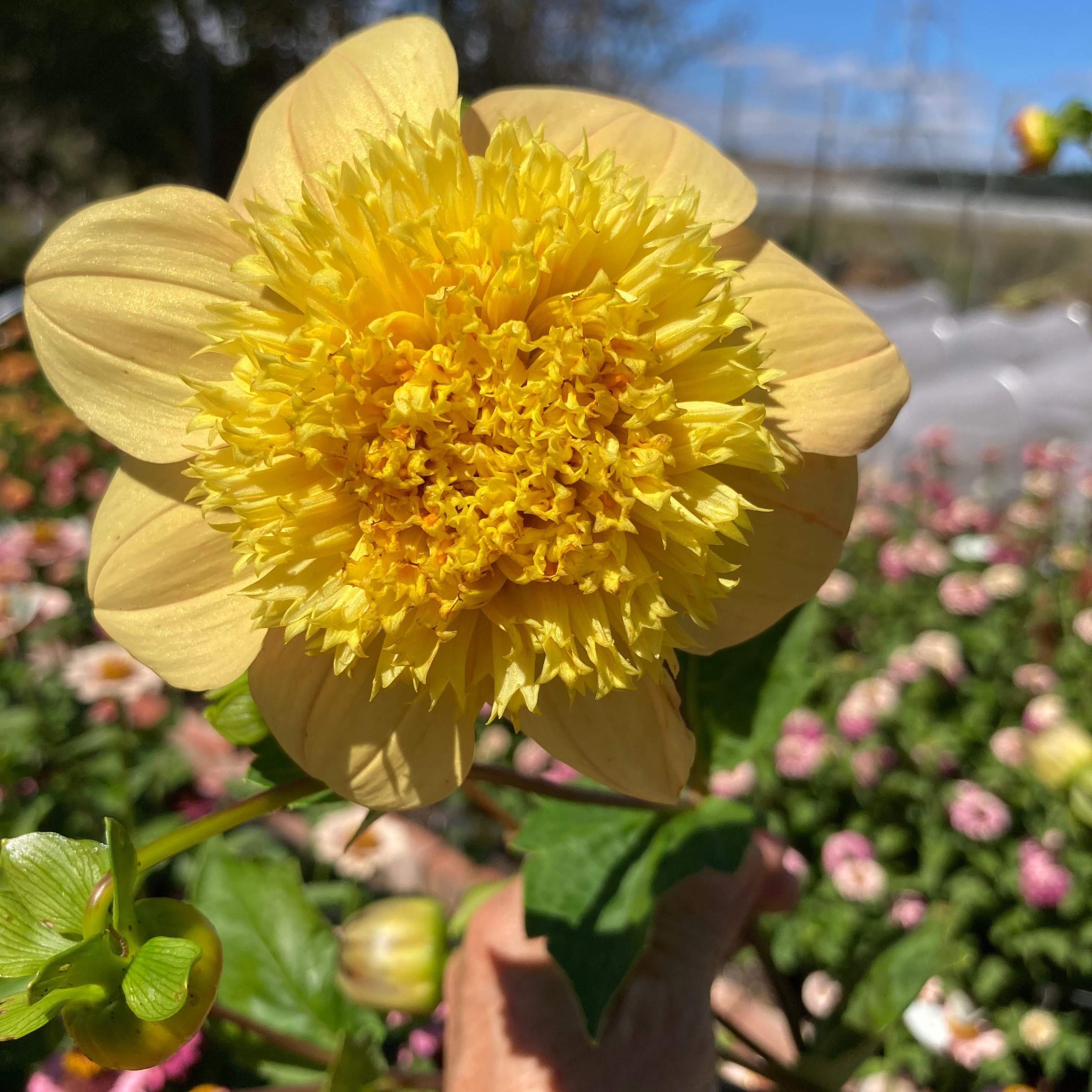 Dahlia Tuber - Banoffee Pie (Floret)