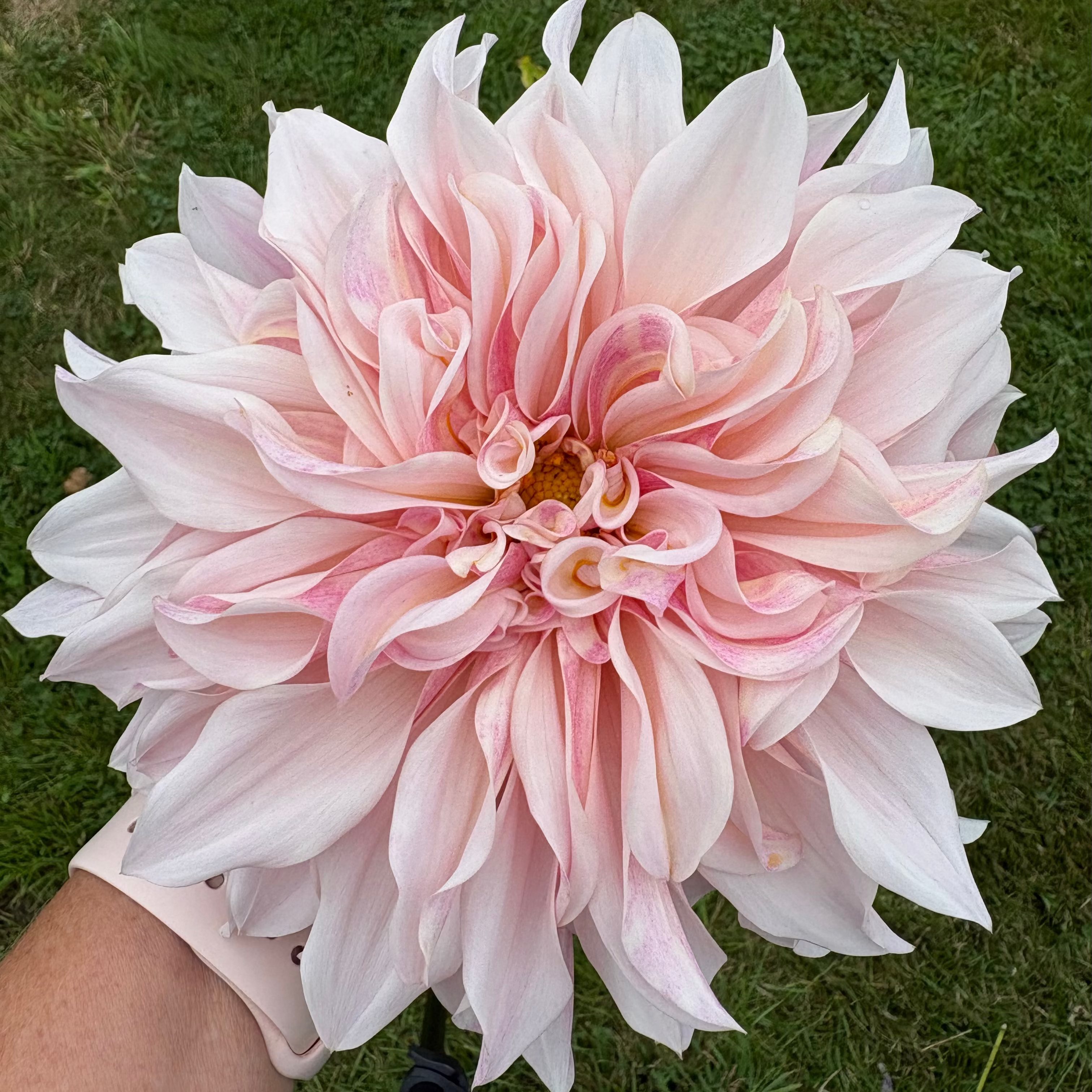 Dahlia Tuber - Cafe au lait rose